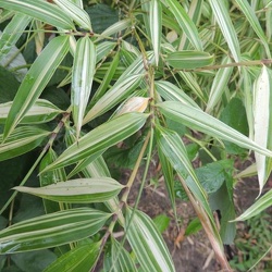 Edulis Okina