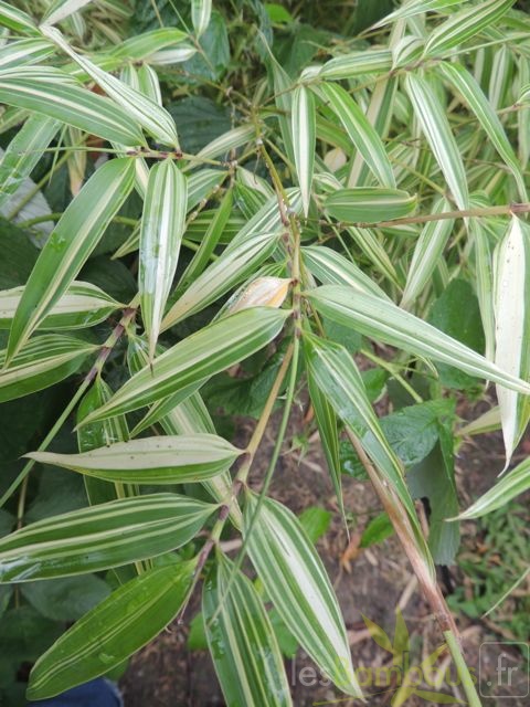 Phyllostachys.edulis.Okina.0027