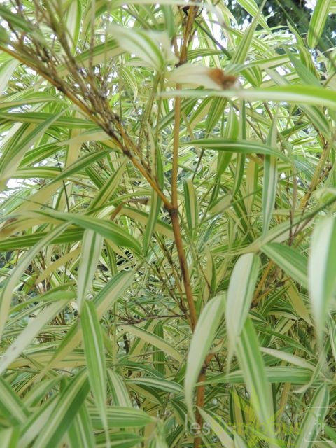 Phyllostachys.edulis.Okina.0028