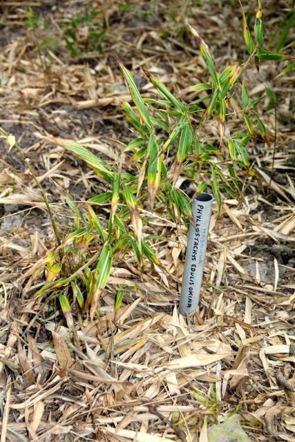 Phyllostachys.edulis.okina 2810