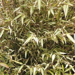 Edulis Summer snow