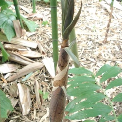 Fimbriligula
