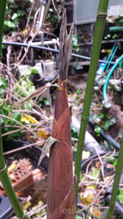 fimbriligula 111412