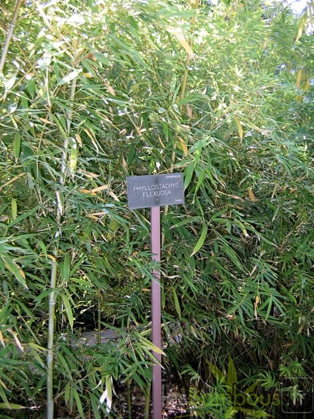 flexuosa