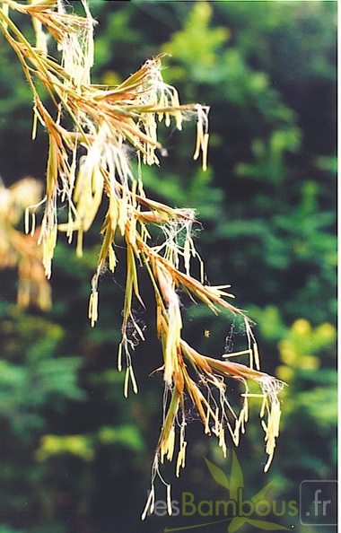 floraison.flexuosa