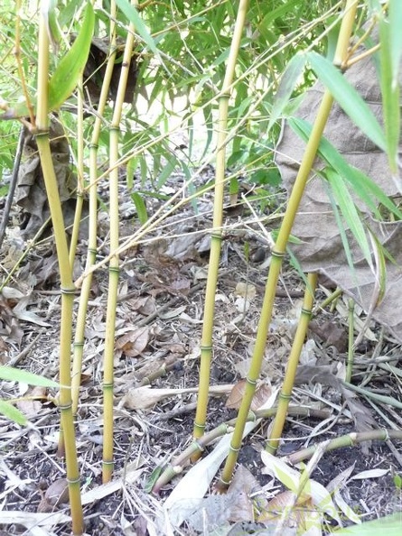 phyllostachys.flexuosa 0279