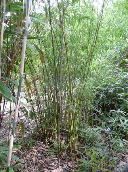 phyllostachys.flexuosa 0849