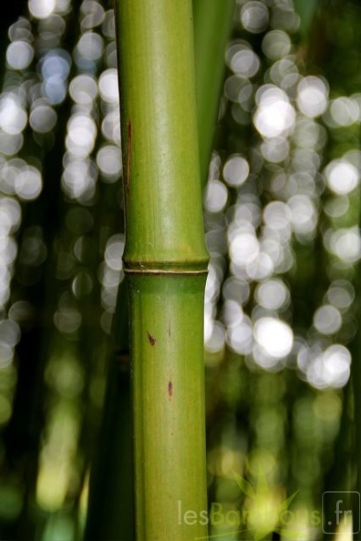phyllostachys.flexuosa 1682