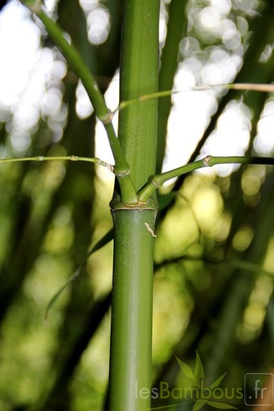 phyllostachys.flexuosa 1683