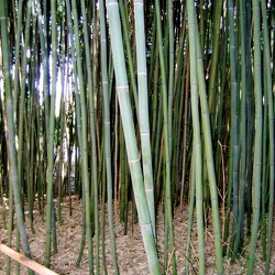 Glauca