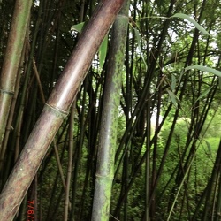Glauca yunzhu