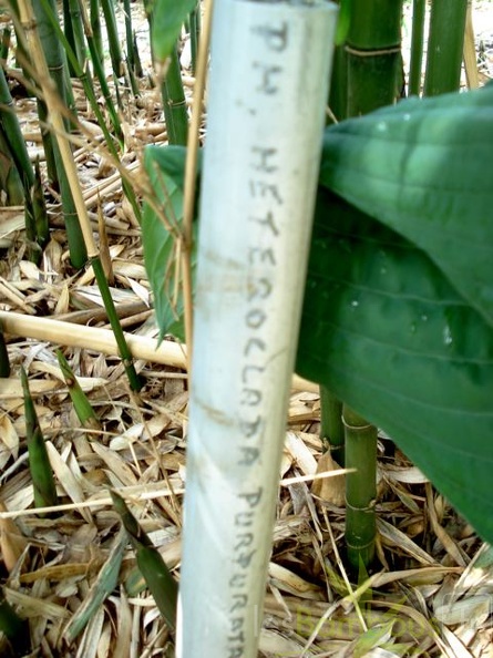 heteroclada.purpurata.9744