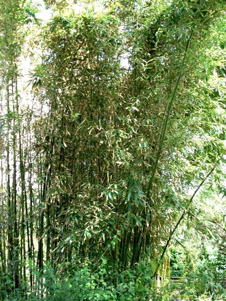 heteroclada.purpurata.9748