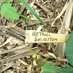 heteroclada.solidstem.9949
