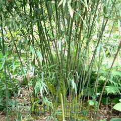 heteroclada.solidstem.9950