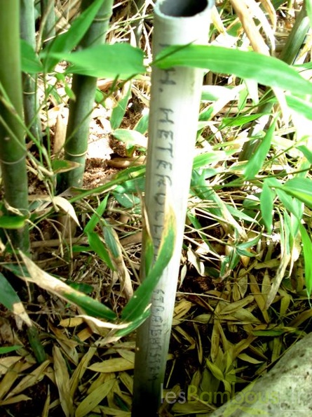 heteroclada.straightstem.9812