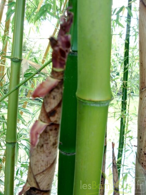 heteroclada.straightstem.9816