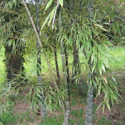Heterocycla