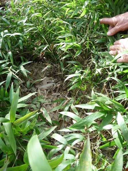 Phyllostachys hispida099