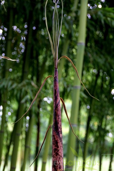 phyllostachys.iridescens 1037