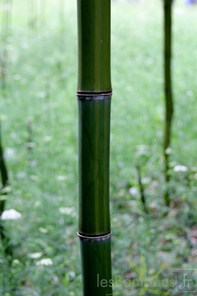phyllostachys.iridescens 1038