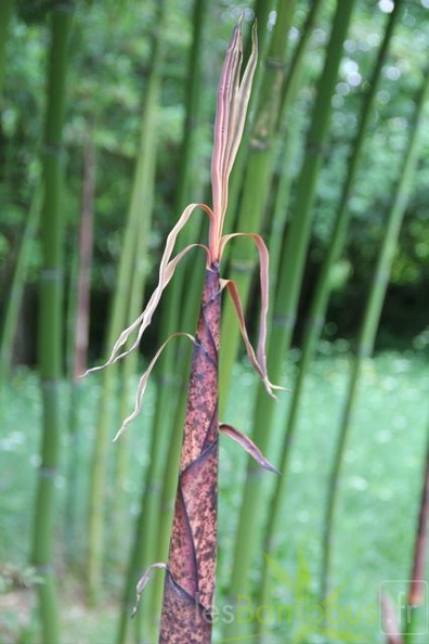 phyllostachys.iridescens 1045