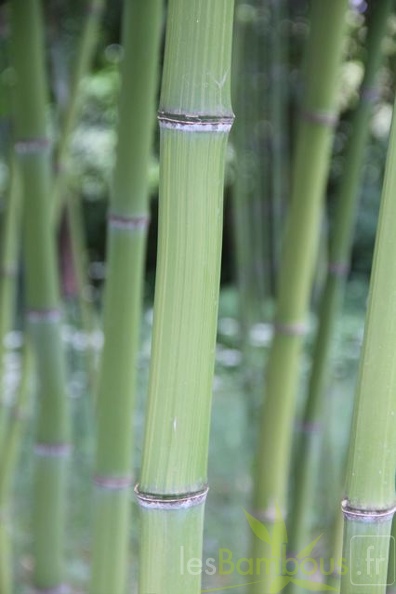 phyllostachys.iridescens 1046