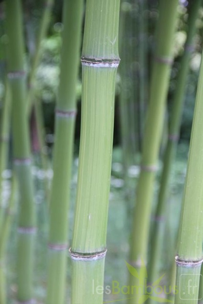 phyllostachys.iridescens_1046.jpg