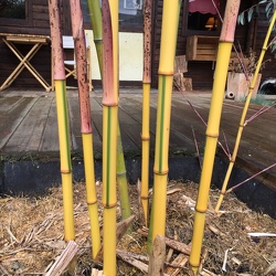 Iridescens Heterochroma
