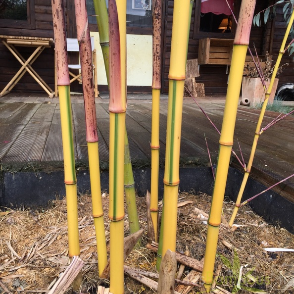 Phyllostachys_iridescens_heterochroma0.JPG