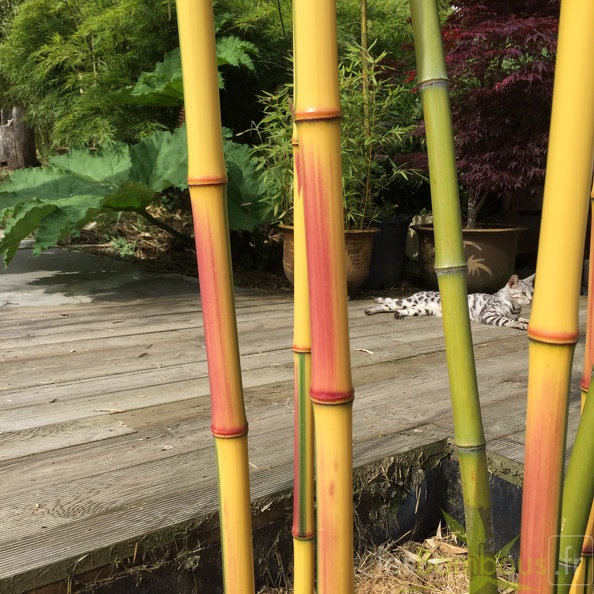 Phyllostachys_iridescens_heterochroma1.JPG