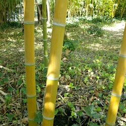 Kwangsiensis