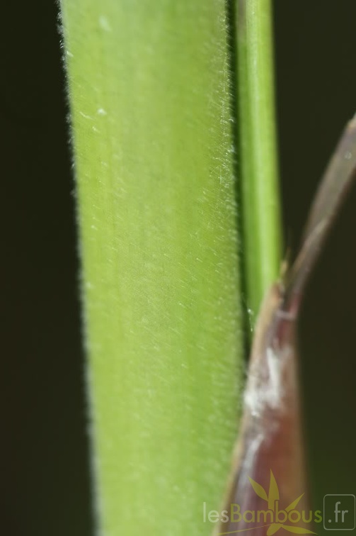 booturions2010079