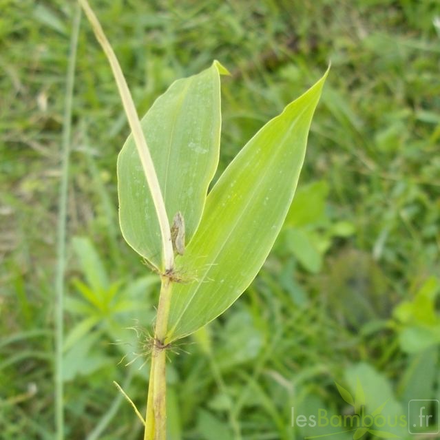 kwangsiensis.feuille.nervures.marquees