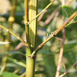 Litophila