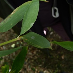 Nidularia