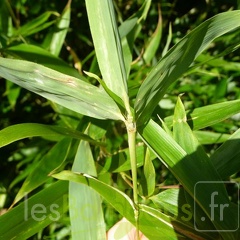nidularia.883