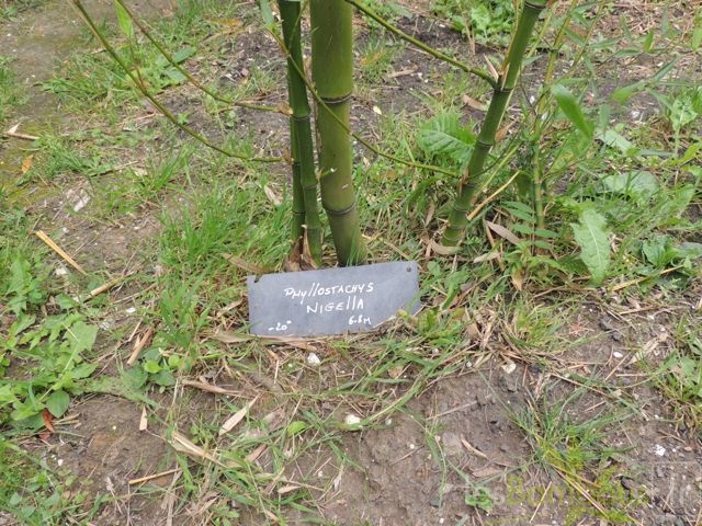 Phyllostachys.nigella.0039.jpg