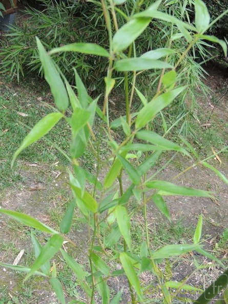 Phyllostachys.nigella.0042.jpg