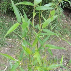Phyllostachys.nigella.0042