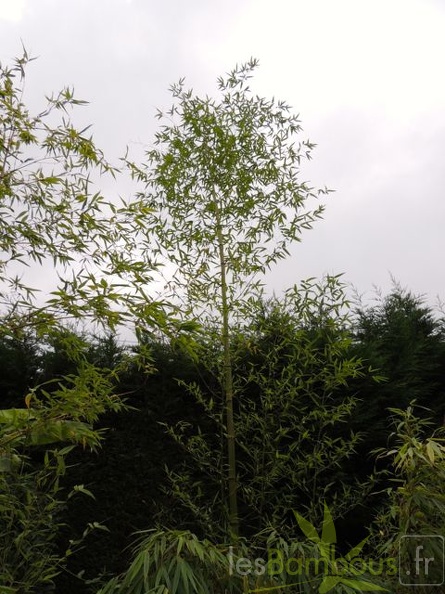 Phyllostachys.nigella.0043