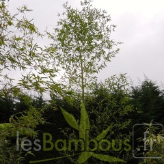 Phyllostachys.nigella.0043