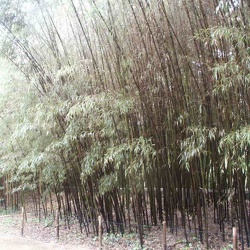Nigra