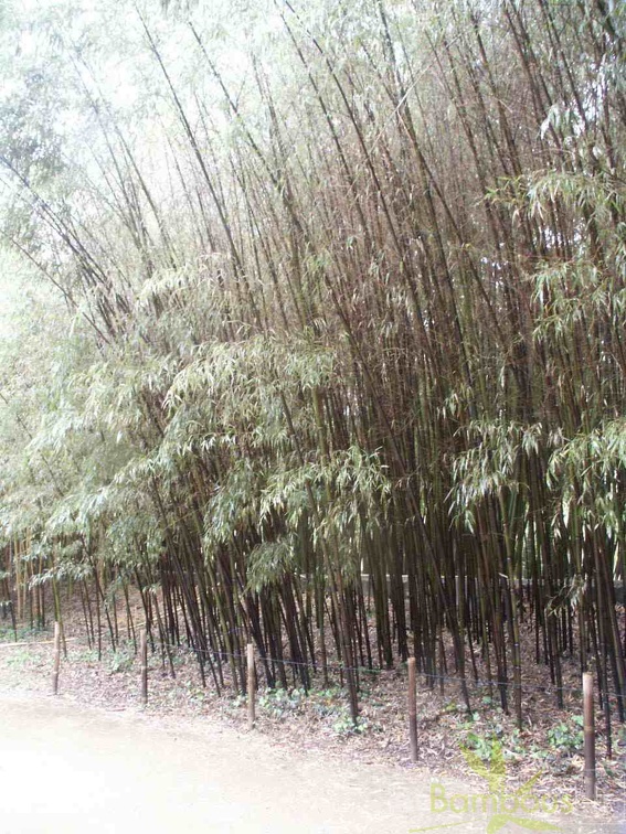 nigra