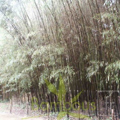 nigra