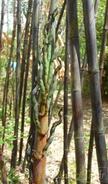 turion.Phyllostachys.nigra.Boryana.117