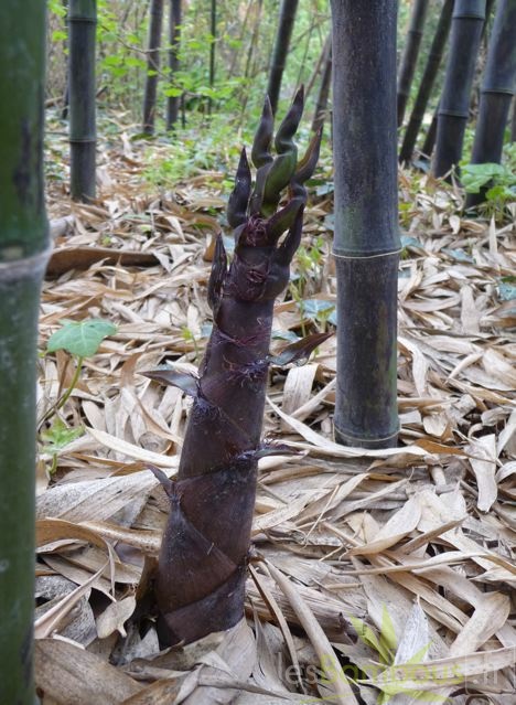 turion.Phyllostachys.nigra.Boryana.547