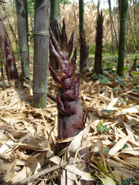 turion.Phyllostachys.nigra.boryana.67
