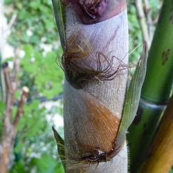 Nigra Boryana