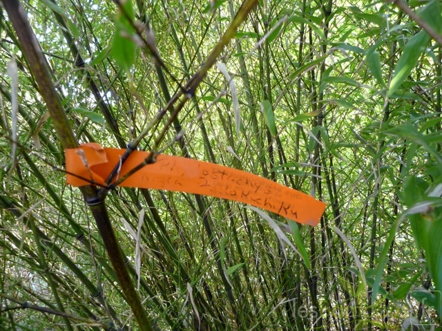 phyllostachys.nigra.daikokuchiku255.jpg